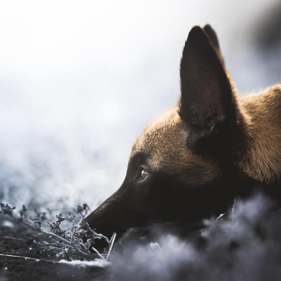 Séance photo animalier — complicité avec son animal